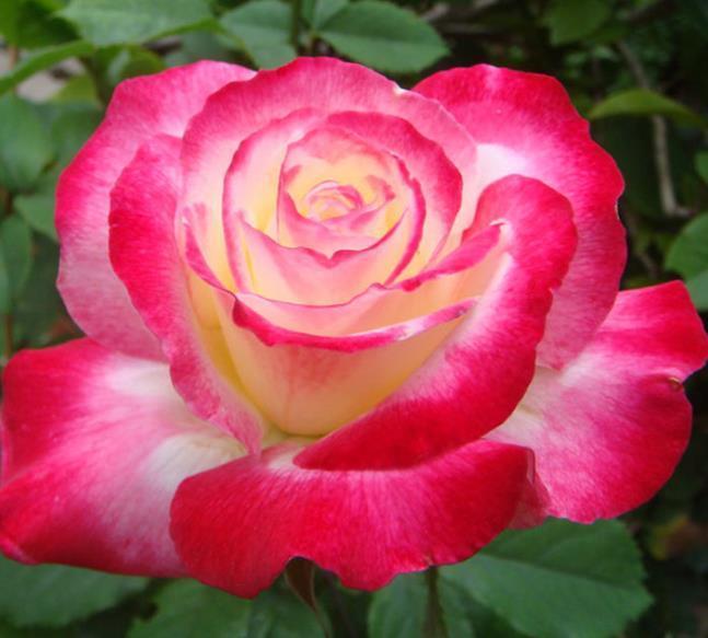 4种花是“大美女”,一到花期,阳台开成花海,你养了吗