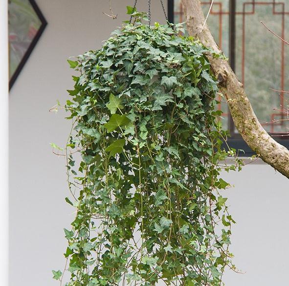 鸭脚木|这22款植物室内养护不但净化空气还吸甲醛，花友纷纷收藏