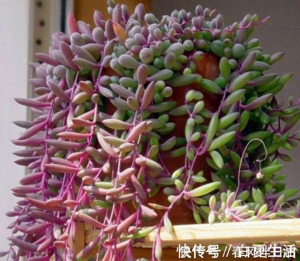 茶花|漂亮的4种花，家里充满色彩感，阳台变成“小花园”！