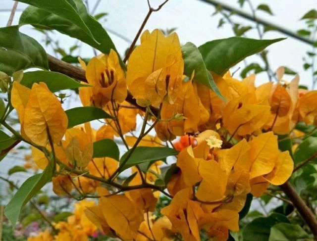 不服|网购的三角梅发新叶子了该怎么处理处理不当掉叶死苗不服盆