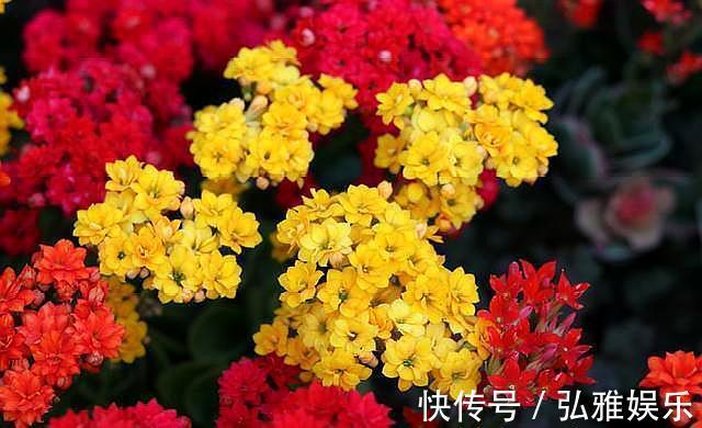 盆栽长寿花,一年变“老桩”,只需做好“4件事”,开花千朵100天