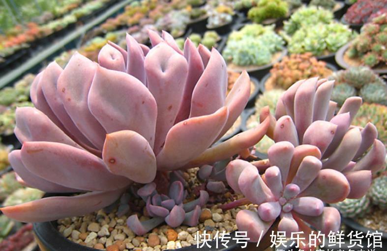 夏季|这8款多肉本身不容易褪色,秋天太阳稍稍晒一下还能变得更美