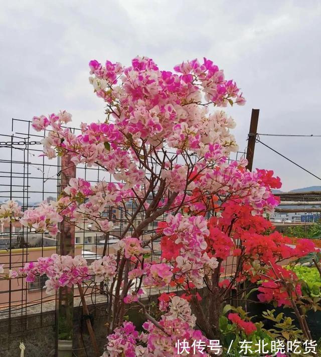 三角梅不发新枝开花少,“喂个小药片”,株型庞大,开花多