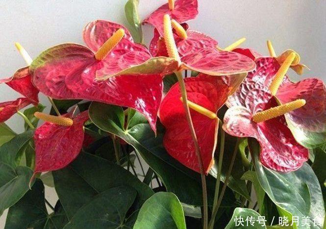 4种花养家里,花色鲜艳夺目,花朵美艳