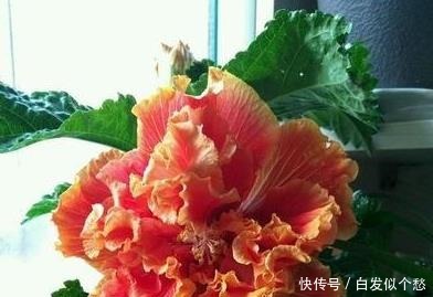 喝水|这些花,命太大,成桶成桶喝水,烈日下开花,开爆整个夏天!