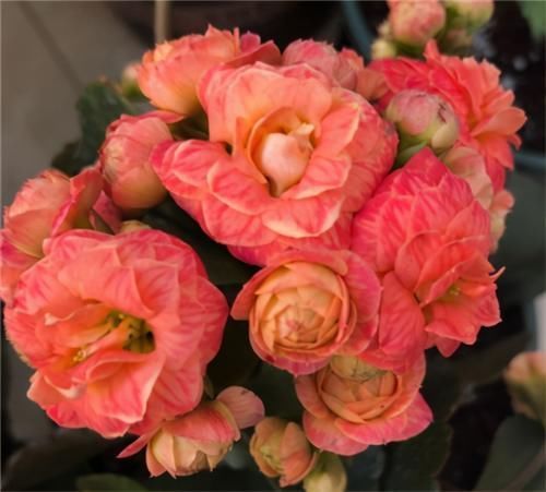 浇水|长寿花不现苞?直接“放大招”,花苞直冒,开花不断大半年