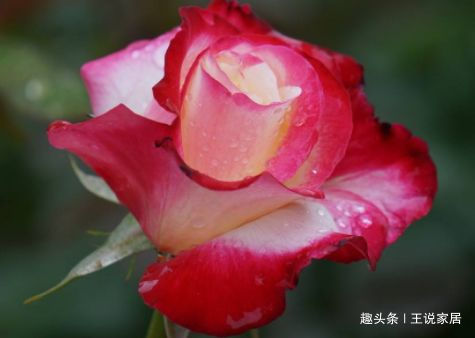 春天养这几款花,全年花开不断,开花色泽鲜艳,花香四溢,超美