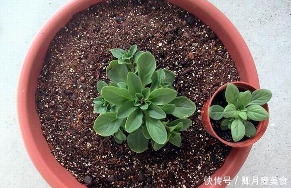 这4款花卉最适合在家盆栽,一年花开四季,一茬接着一茬窜花