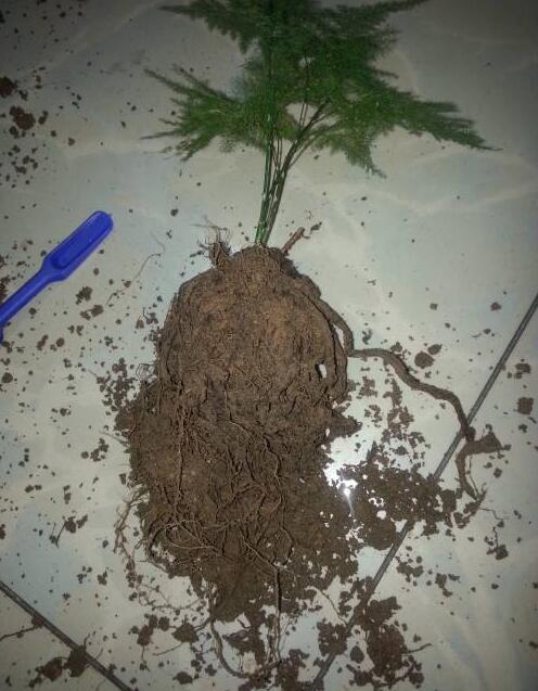 文竹烂根还能救活吗教你3个挽救小妙招,让文竹“起死回生”