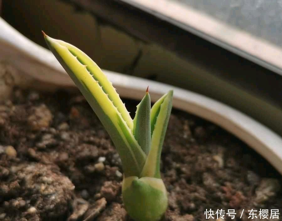 一种漂亮的盆栽,不怕寒冷,颜值高,繁殖快,很好养