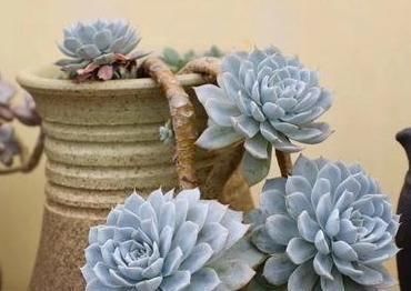 养护|3种多肉，天热少浇水，养护成“老桩”，欣赏价值高