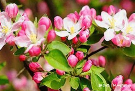 这3种花,越浇水就越黄叶,养一盆死一盆!真是懒人养的花