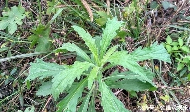  中草药|农村一种野草，农民很讨厌，却是极品中草药，止血效果非常好