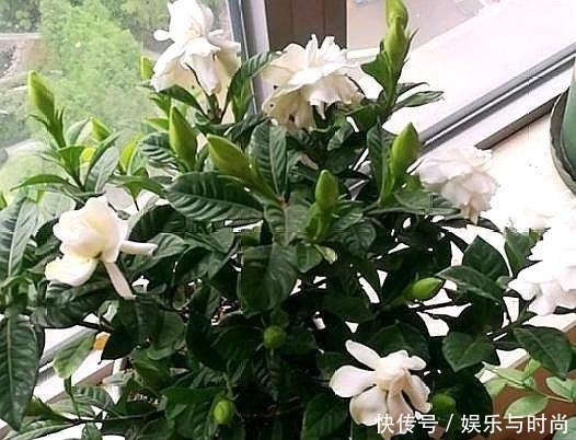 厨房一种调味料,养花3个用法,分分钟拯救黄叶,比硫酸亚铁都强!