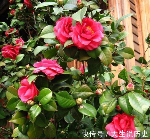 酸性|冬天养茶花,了解掌握3个要点,开出层叠群花,谁见了都夸美!