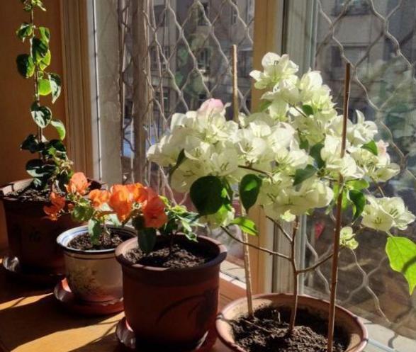 花盆里出现这“玩意”,啥花都“活不长”,看看你的有没有