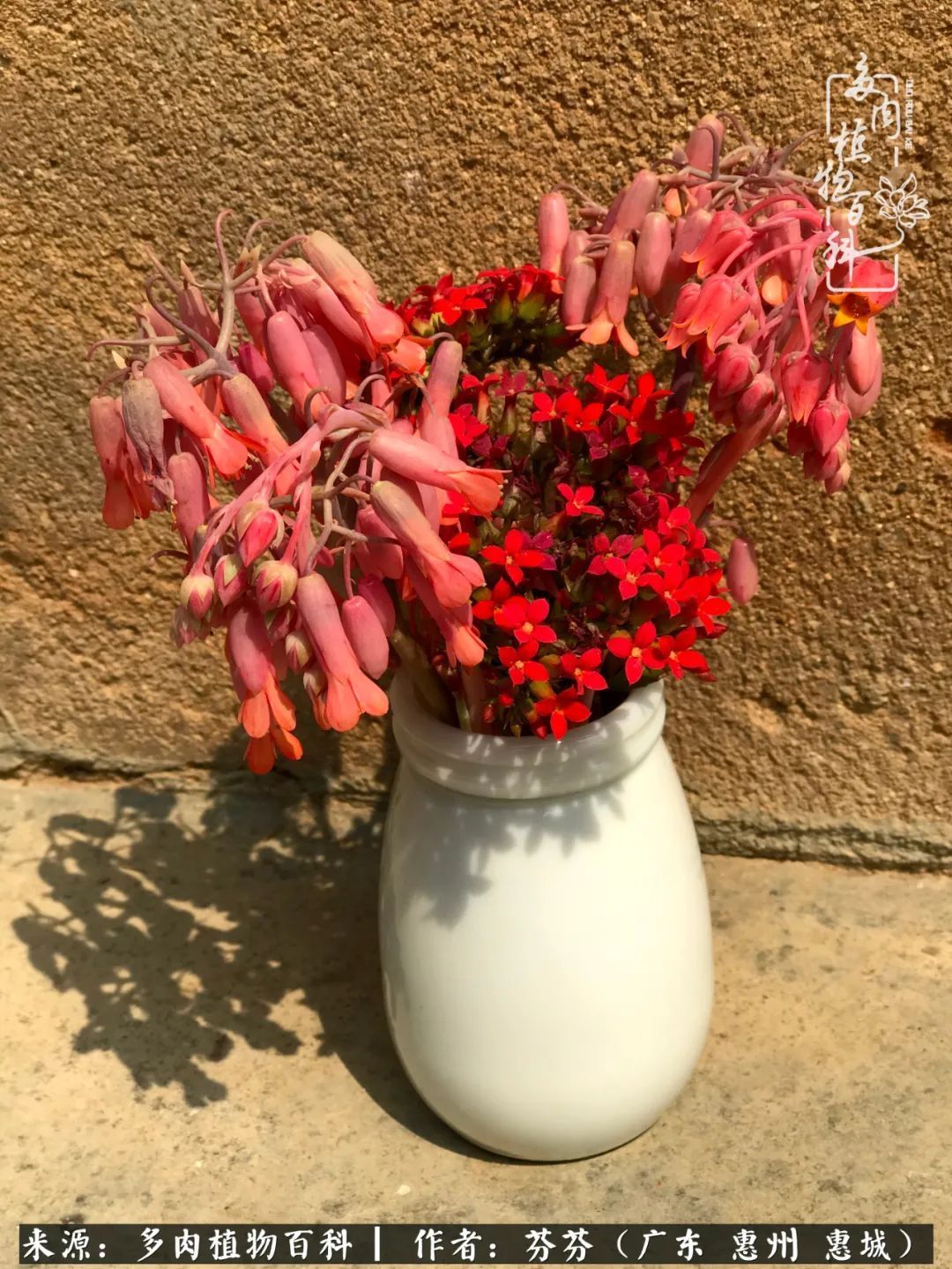 养花|一种爱好就是一种境界，养花养多肉可以培养一个人的心境！