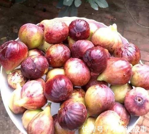 3种果树养“阳台”,水果再贵也不怕,自己种的有,想吃就去摘