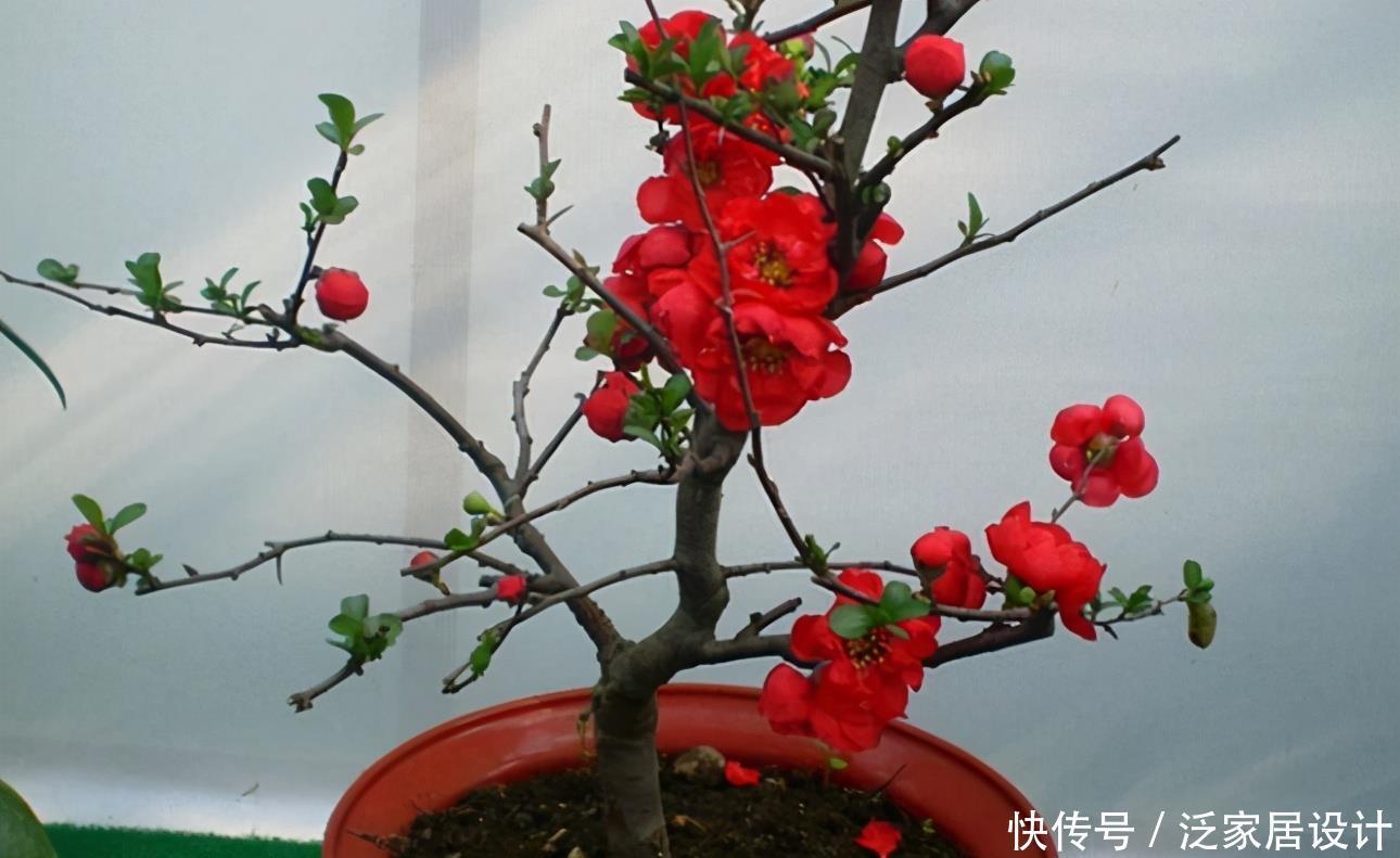 长寿冠海棠花，高颜值老桩盆景！打理好这些开花早又多