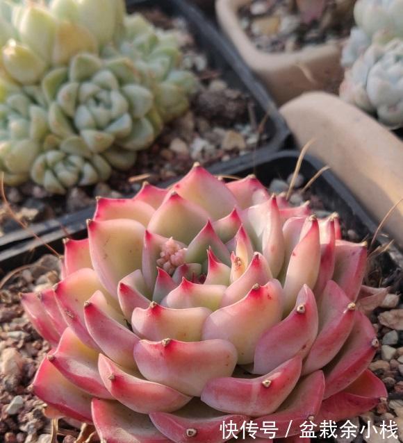 多肉植物|贪小便宜吃大亏,买多肉也是如此,不要挑便宜的买,品种最重要