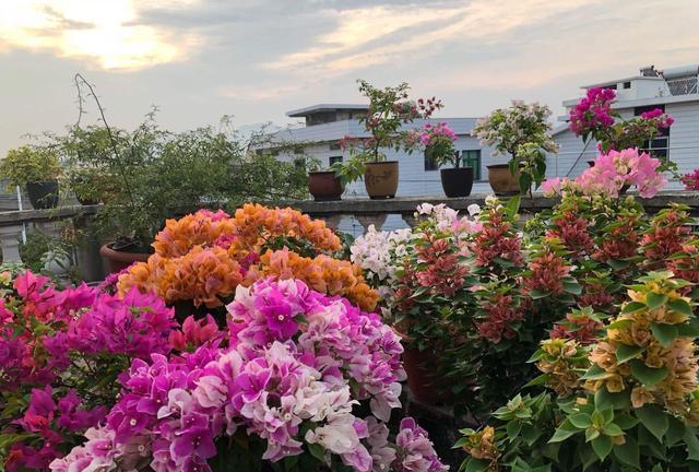 阳台养此2种花，开花量比“月季”还大，枝枝满花，耐旱又好养