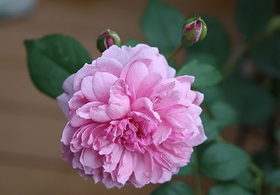 “高档玫瑰”银禧庆典,花开梦幻,爆成花海,可以说是养花必备