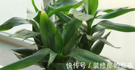 养殖|室内盆栽:金钱树、长寿花的养殖方法