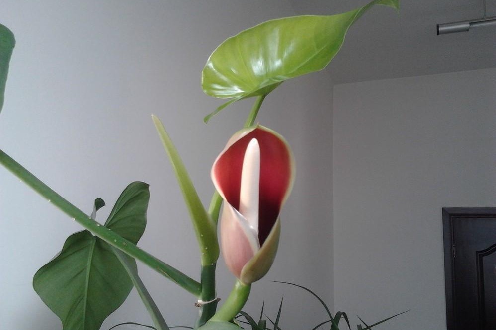 绿萝开花吗真的有人看到过，有图片为证！并不是谣言