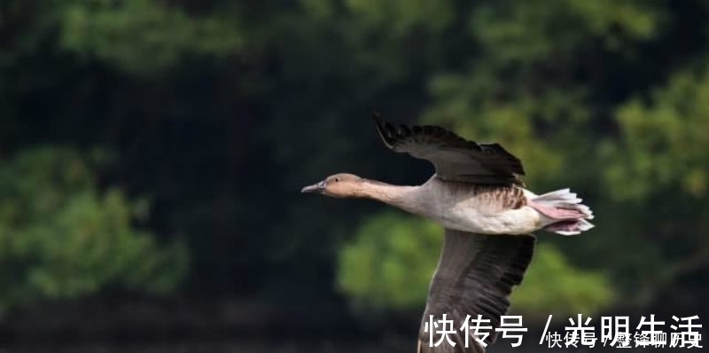 孤独$杜甫晚年一首表达孤独的诗,短短的几句,却把孤独描写得深入骨髓