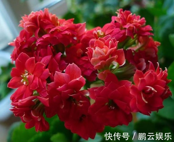 长寿花“浇水”窍门记住3个“关键”，不黄叶不烂根，花开不断