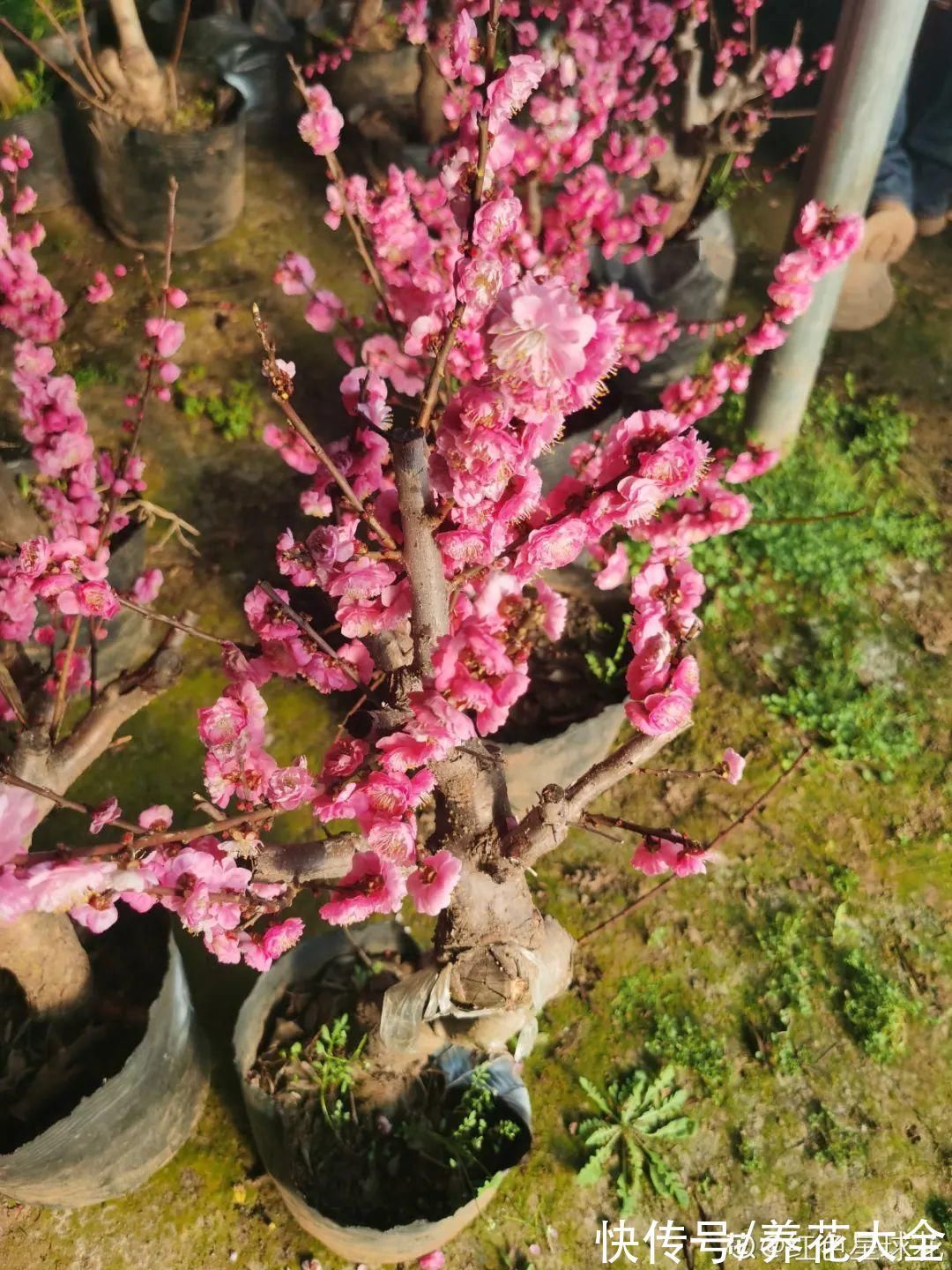 绣球|10种花不怕冷,先别搬进屋,放外面冻一冻,开花更旺