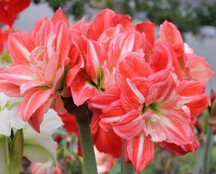 4种花养了就爆盆,花开富贵华丽,多姿多彩,南北方都可养!