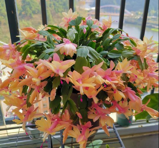 10种“吉利花”，“穷养”才能长大，越挤越壮实，越大越“旺家”