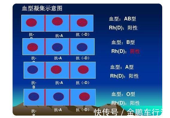 o型血|四大血型年龄排行榜,B型血平均年龄77岁,排第2,第1名是哪个?