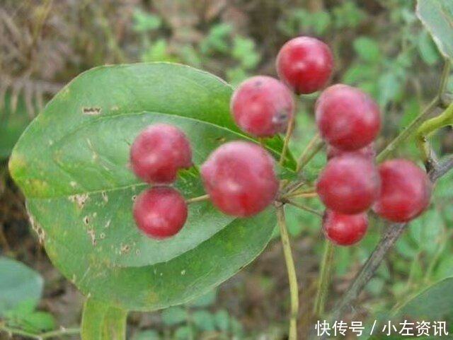 风湿骨痛|农村娃吃到吐的一种野果,没想到是风湿骨痛的克星!