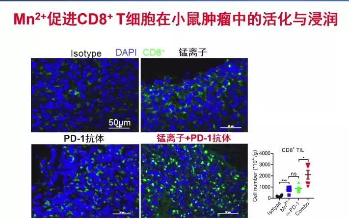 免疫治疗|“锰”吃点,或降低癌症发病率