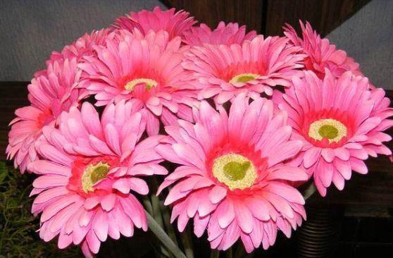 农历|农历7月16日开始,养这几款植物,花色绚丽夺目,开花美长势旺