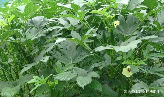 黄秋葵|黄秋葵健胃护肠,让更优质美味的黄秋葵上市,仅需做好三点