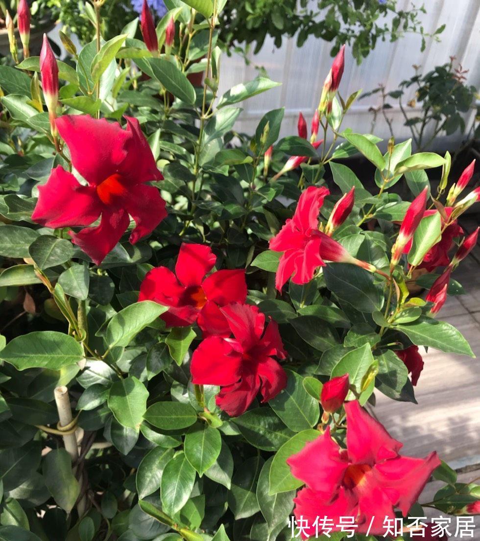 阳台上|4种花耐旱耐高温，花漂亮很好养，不用怎么管也长势很旺