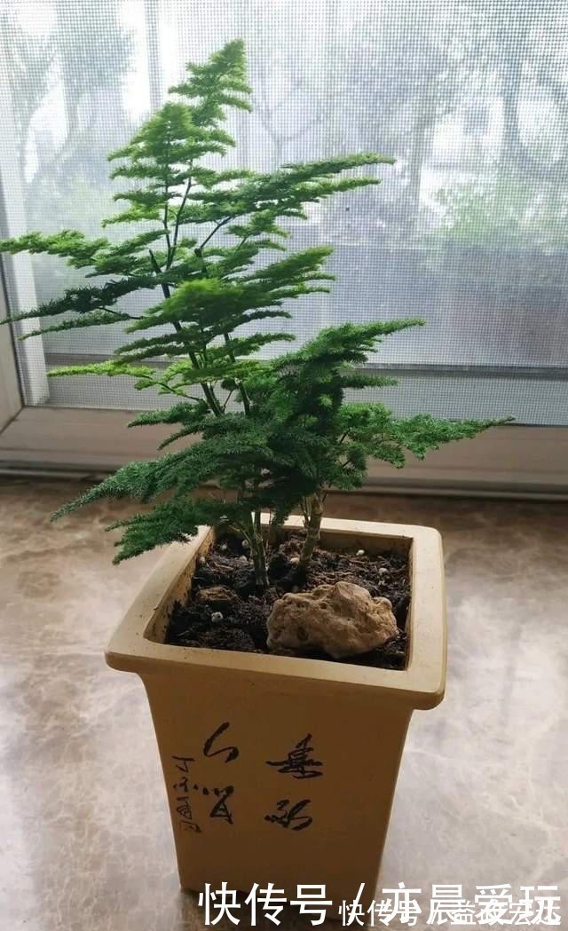 冬季文竹爱黄叶,改掉3个坏习惯,叶子绿油油,亭亭玉立气质好