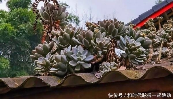 这里的多肉不要钱,长在房顶瓦缝里,还是漂亮大老桩