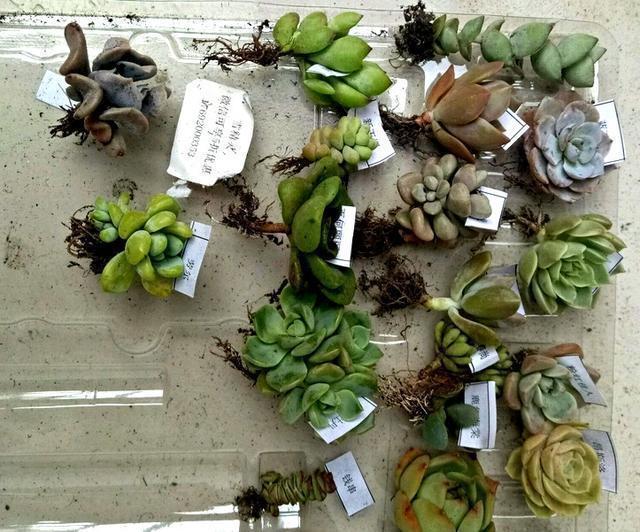 搭配|10块钱买了一堆不知名的多肉,回家这样搭配起来,30天大变样