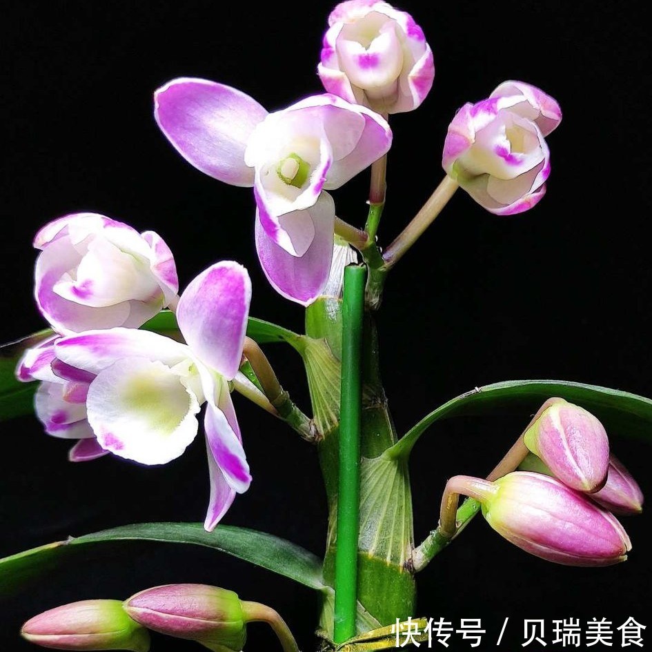 不死草|“3种花”旺家、旺财好兆头,寓意好又漂亮,家中必备!