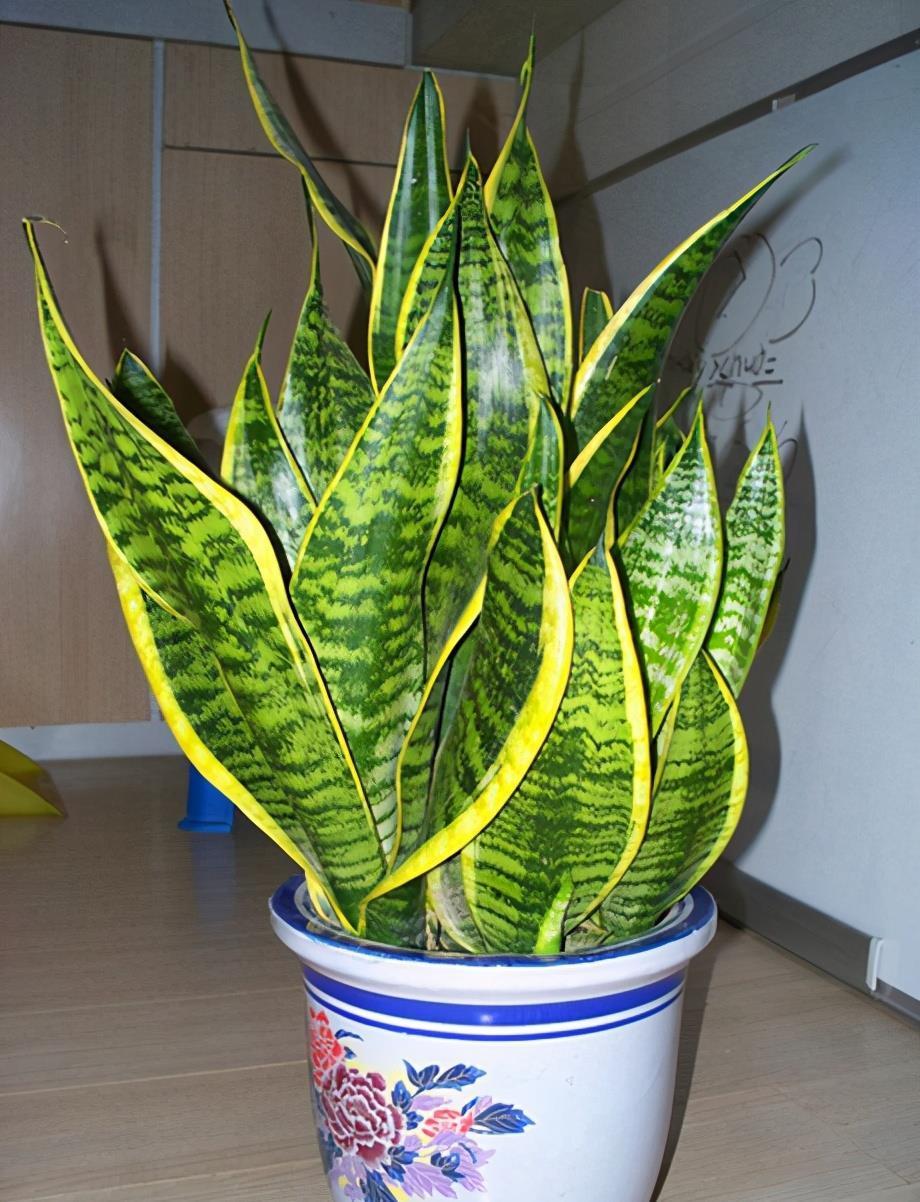 颜色|虎皮兰如何度夏?有2点很关键,叶子颜色更好看,每年都爆盆