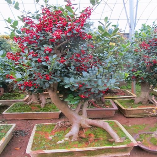 侧根|枸骨是制作盆景的好素材,集观形、观叶、观果于一身,还很好养活