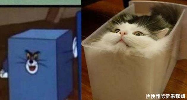 小时候看猫和老鼠以为是搞笑的,长大了才知道这些都是真的