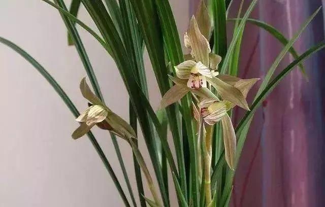 最适合家人养的四种花,健康长寿又养心!