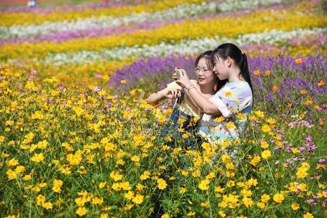 宜丰|江西宜丰：乡村花海引客来