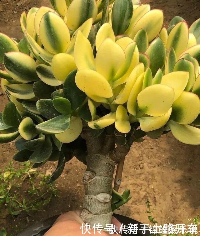 种花|2种花“不值钱”,花匠教3招,几年养成“盆景树”,1盆上千元!