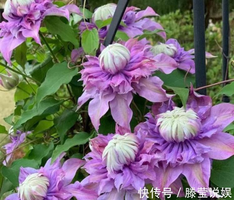 从5月23日开始，家养此款花卉，简单易成活，而且纯洁美